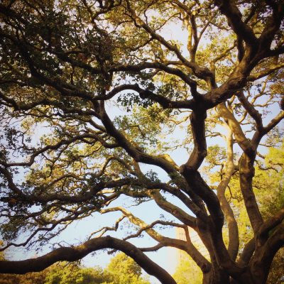 Sky peers through the leaves and branches of a tree.