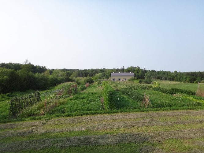Once the compost is fed on (and decomposed) by bacteria, the Wiederkehrs use it to fertilize the three gardens on their farm, including this one named Long Field S. Photo by Andre Wiederkehr.