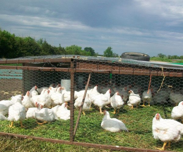 Chickens on this Freeman farm forage on green grass and bugs in a movable pen. This alternative agricultural method allows the chickens to eat a healthy diet while fertilizing the soil with their droppings. Photo contributed by Roy Kaufman.