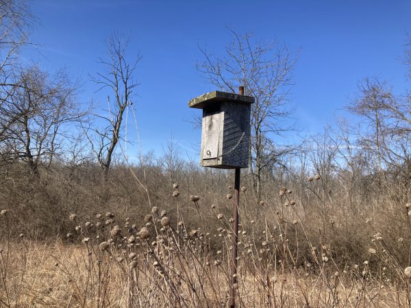 Waterford Mennonite Church stewards 55 acres of natural wetland habitat. Photo by Sierra Ross Richer.