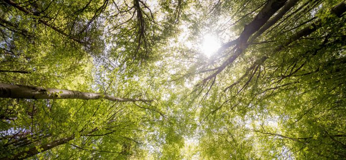 branches-countryside-daylight-environment-566496