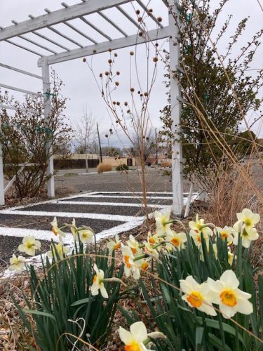 Daffodils bring life to the church parking lot in the springtime. Photo contributed by Donna Detweiler.